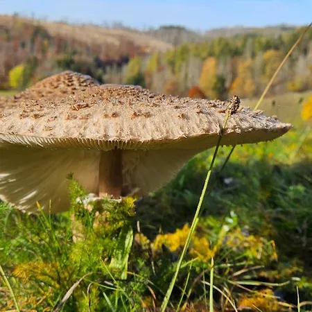 Herman Grote- Harz Apartment