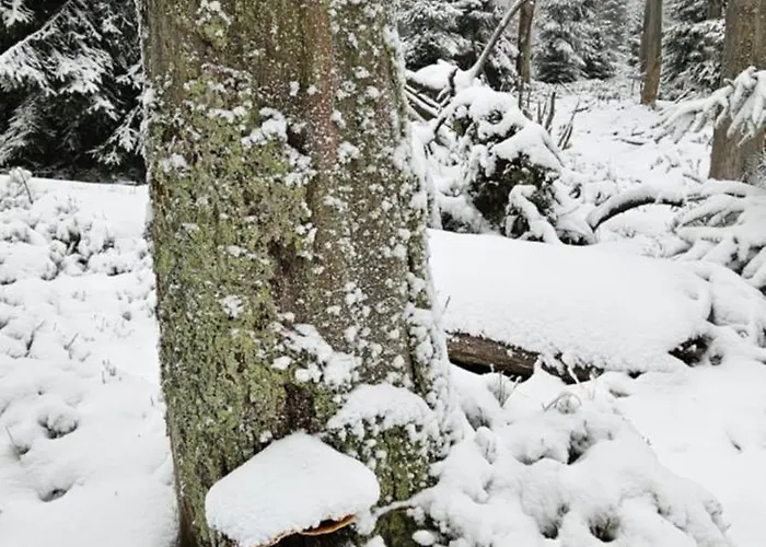 Herman Grote- Harz 公寓 布劳恩拉格